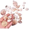 Natural Mixed Style Cowrie Cowry Seashells Oval Spiral Shells with Holes for Jewelry Making BSHE-PH0003-04-2