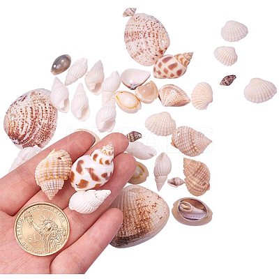 Natural Mixed Style Cowrie Cowry Seashells Oval Spiral Shells with Holes for Jewelry Making BSHE-PH0003-04-1