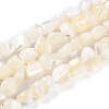 Natural Shell Beads BSHE-B003-19-2