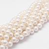 Rainbow Plated Shell Pearl Bead Strands BSHE-L025-02-10mm-1