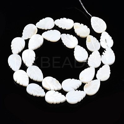 Natural Freshwater Shell Beads Strands SHEL-Q024-004-1