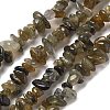 Natural Labradorite Beads Strands G-P332-23-2