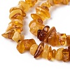 Natural Amber Chip Beads Strands G-E271-81-2