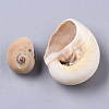 Natural Conch Shell Beads SSHEL-S258-78-3
