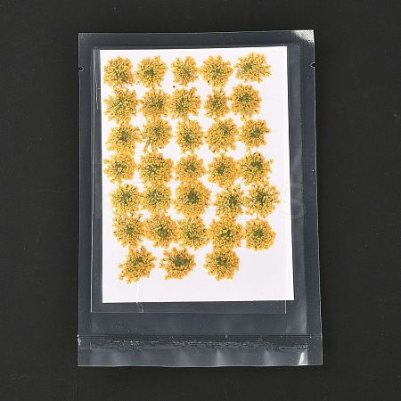 Pressed Dried Flowers DIY-K032-58A-1