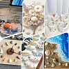Natural Shell for Crafting Fish Tank Vase Fillers DIY-WH0002-98-6