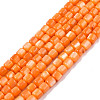 Natural Freshwater Shell Beads Strands SHEL-N003-33-A07-1
