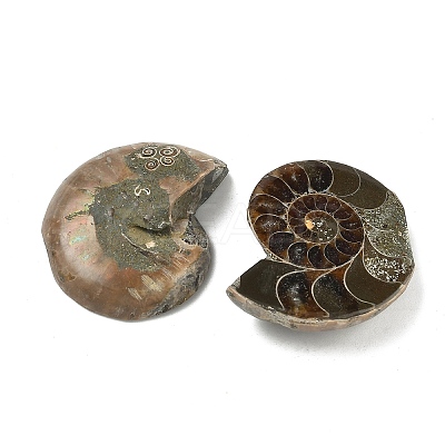 Natural Conch Fossil Cabochons SHEL-G021-01-1